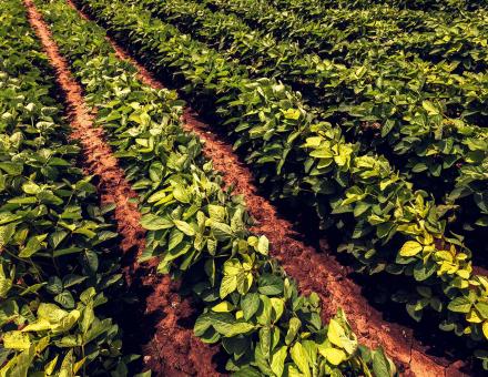 La culture du soja sur des plantations agricoles biologiques