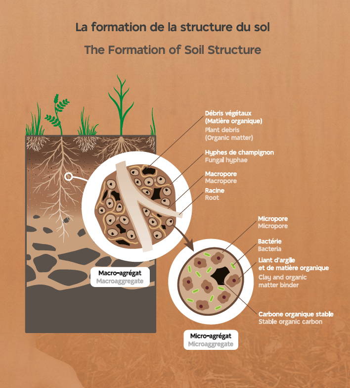 Schéma la formation de la structure du sol