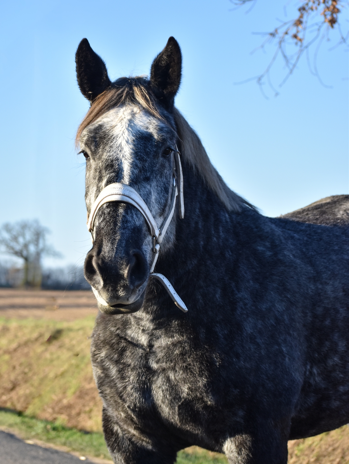 Elevage Percherons du Buat